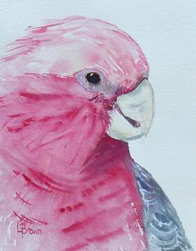 MM 215 Galah 