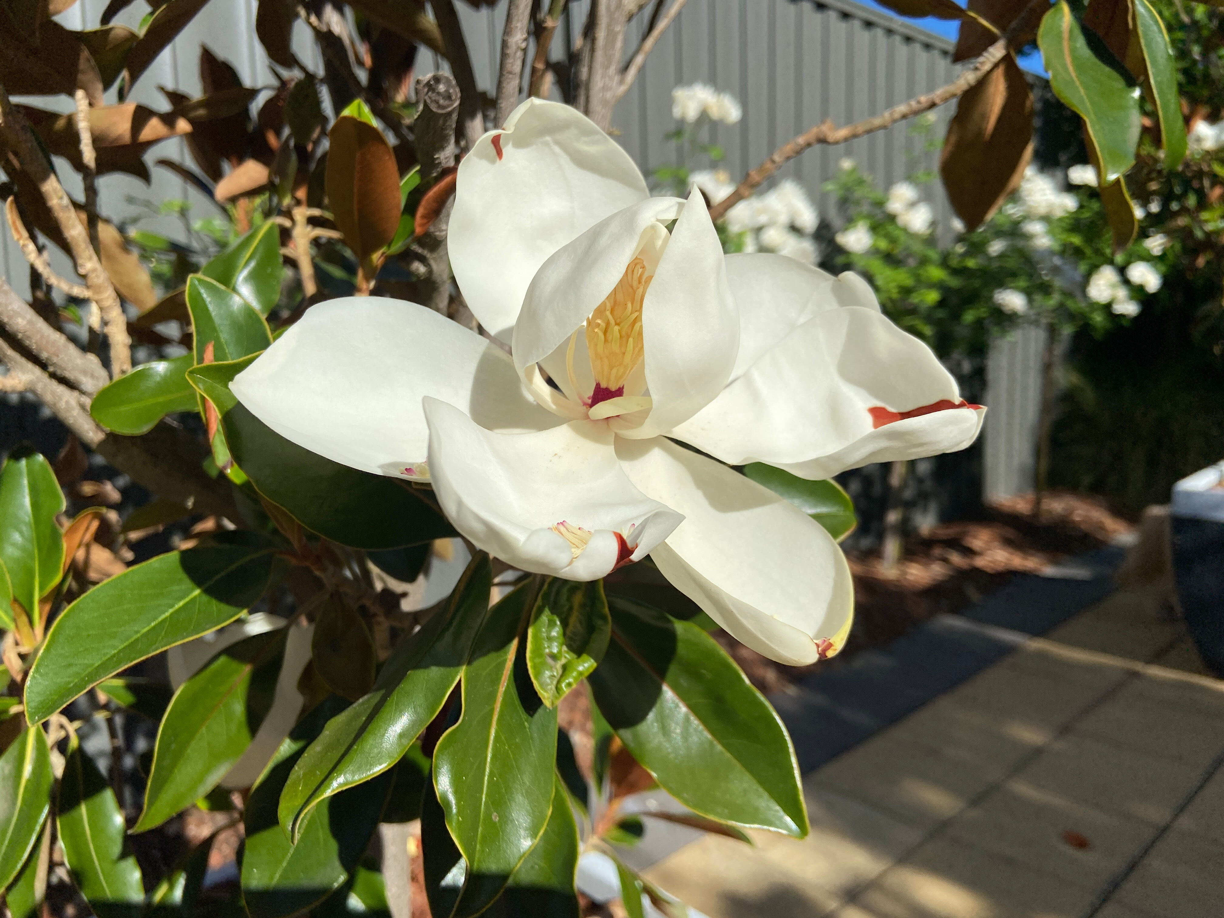 DCIM_109APPLE_IMG_9322