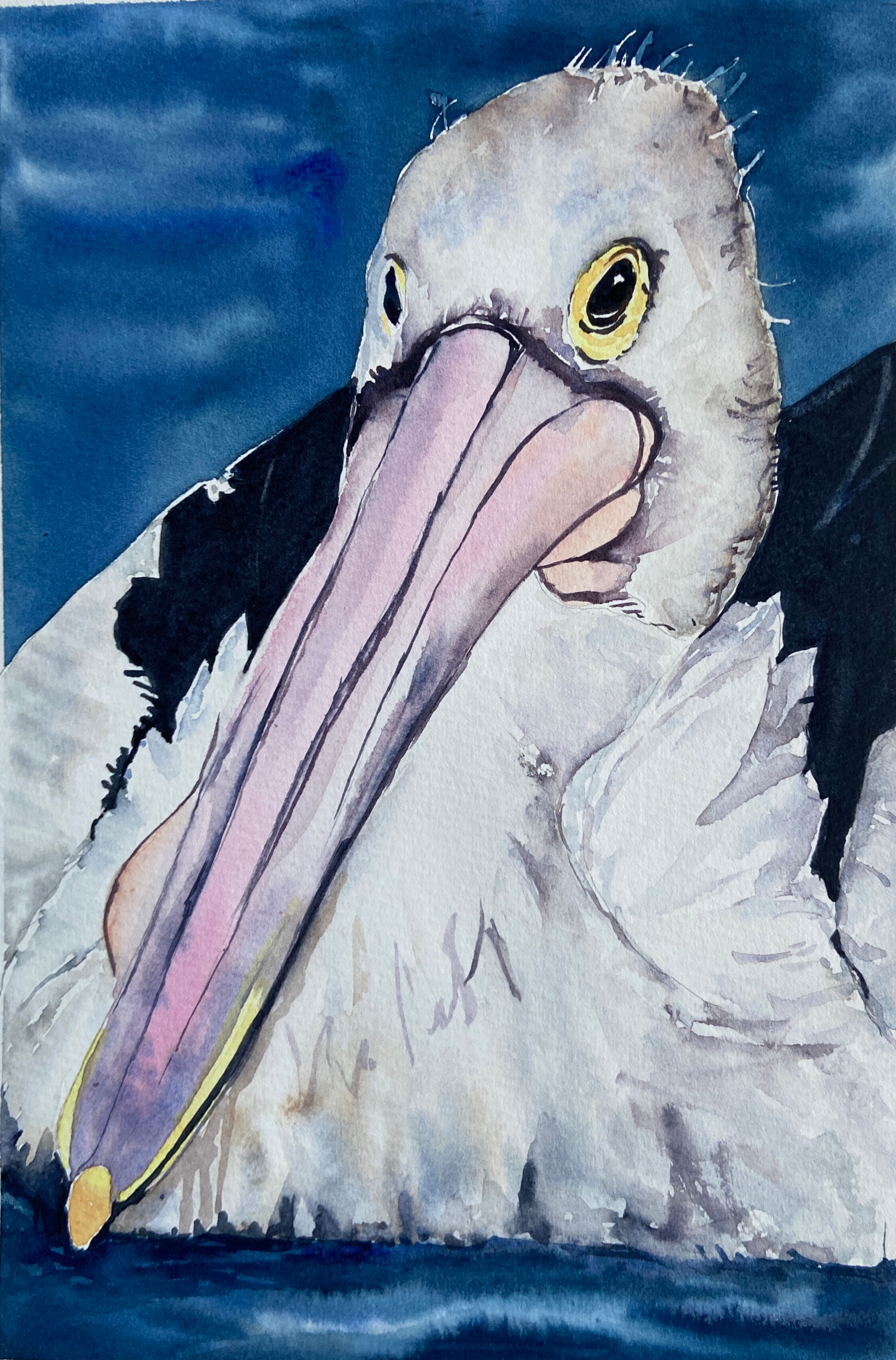 Pelican Study