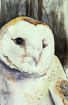 Mini Me 192 Barn Owl