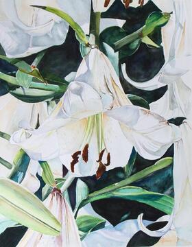 The Lily