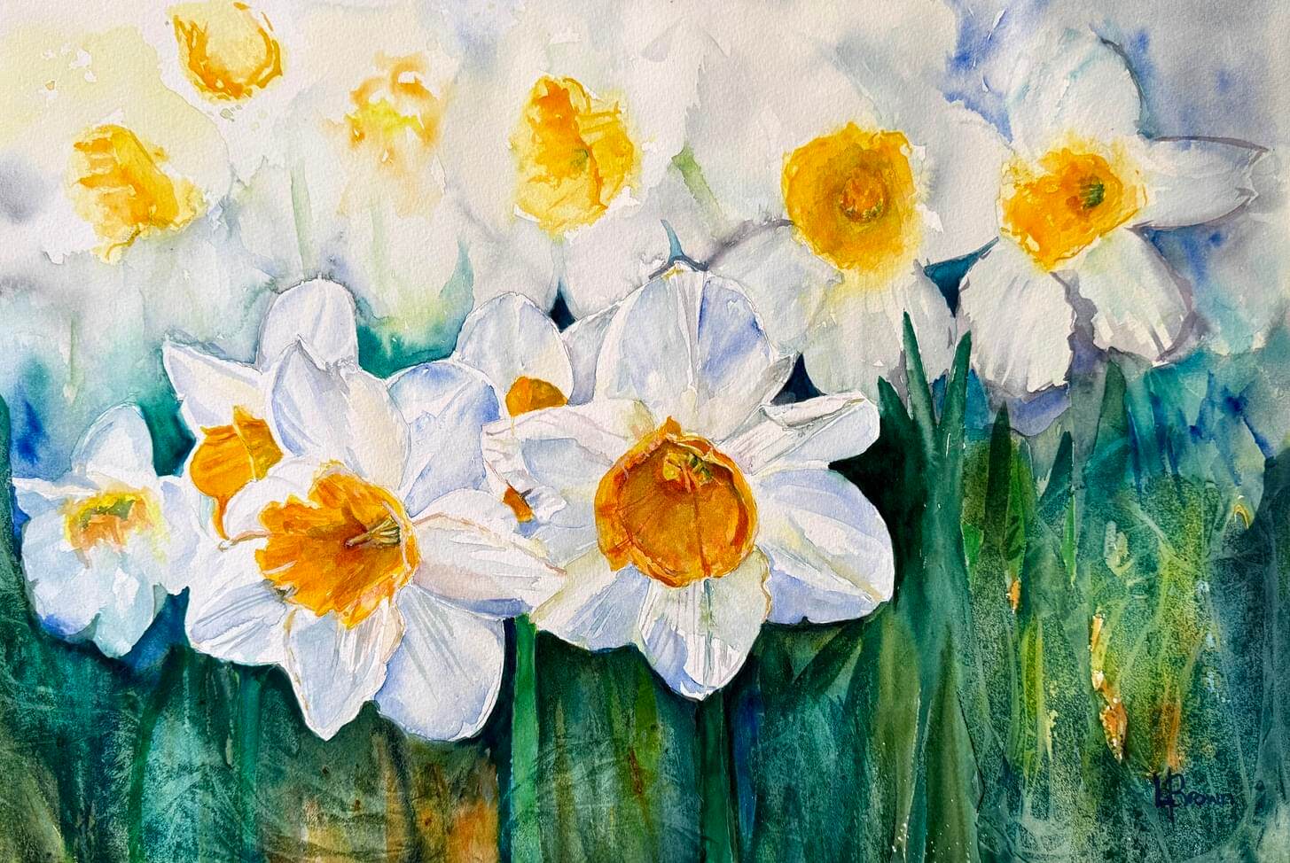 Narcissus