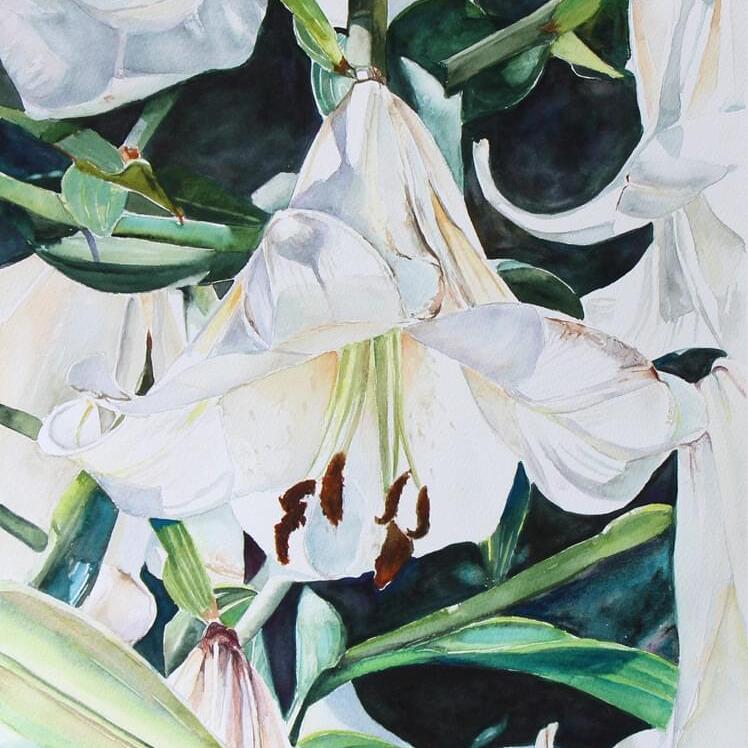 The Lily