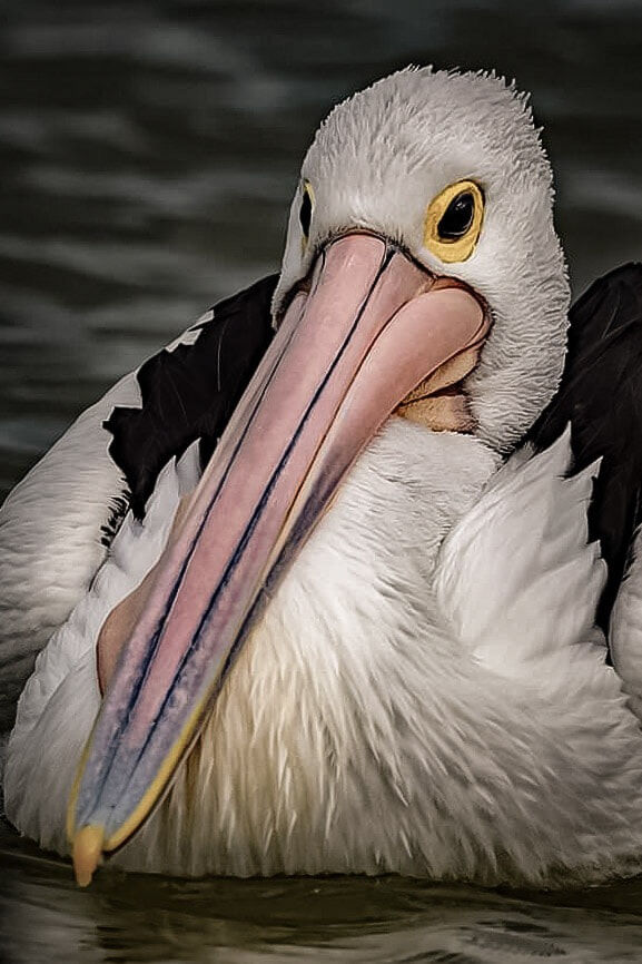 Dave Nightingale Pelican