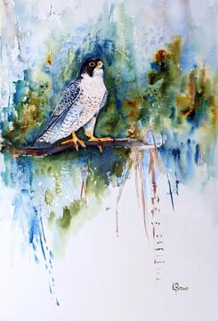 The Peregrine Stare