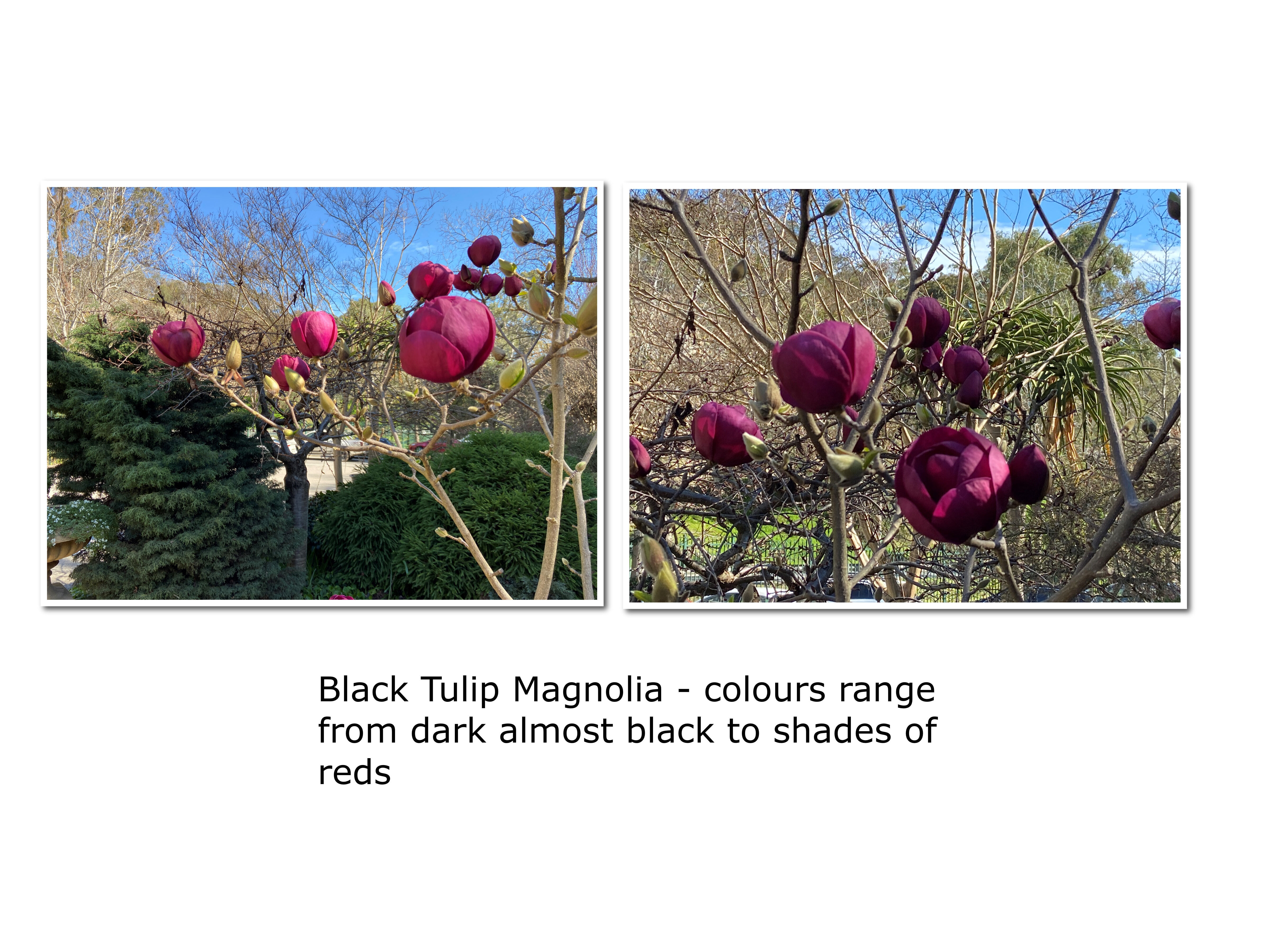 Fragrant Magnolia Blog 4