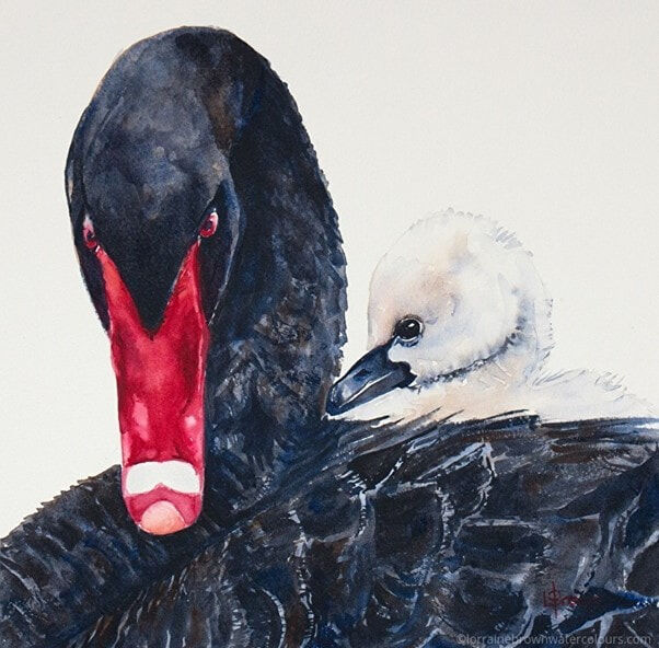 Black Swan and Cygnet