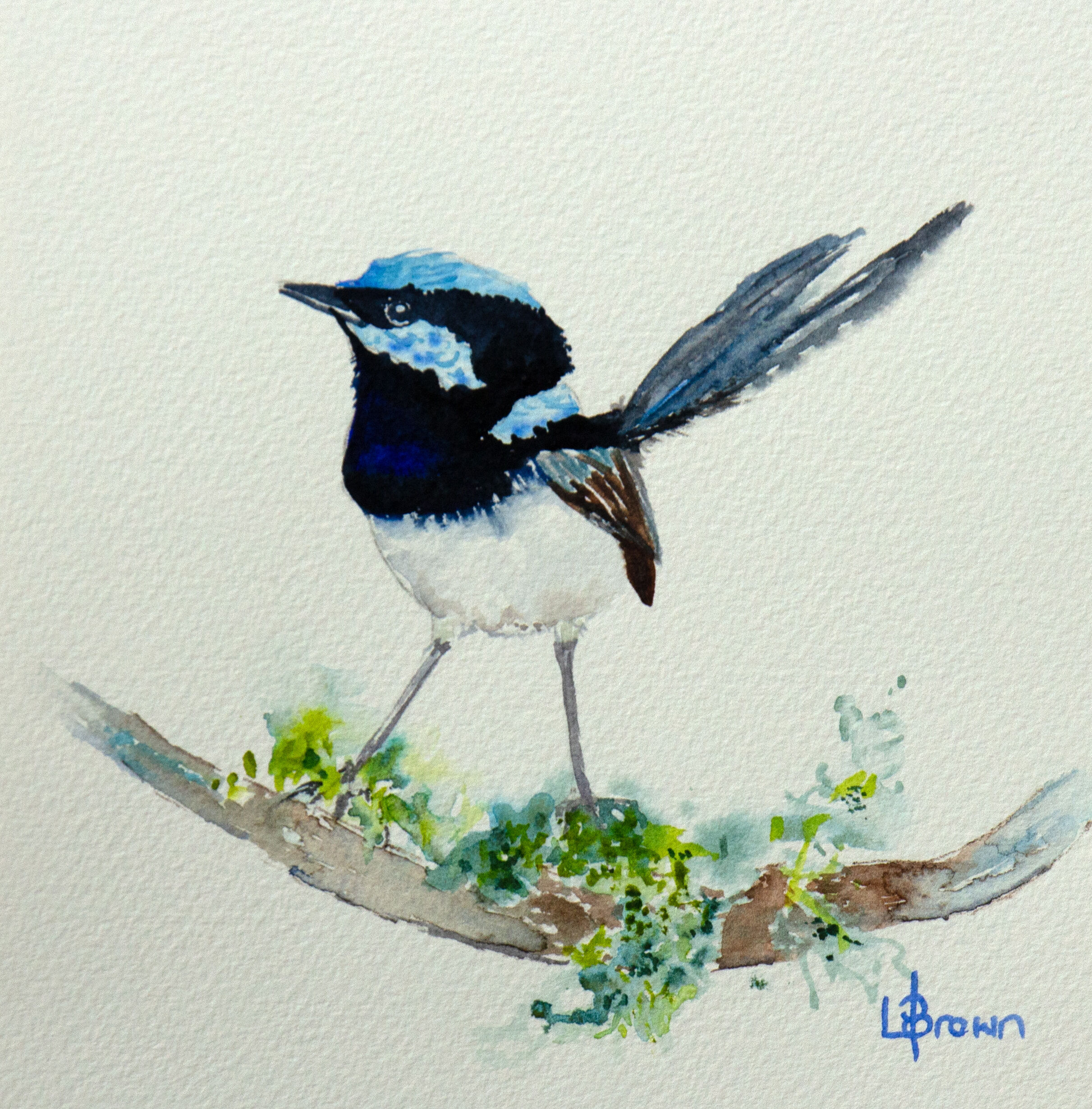 Mini Me #59 Superb Fairy Wren